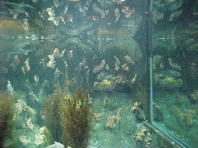 aquarium01f.JPG