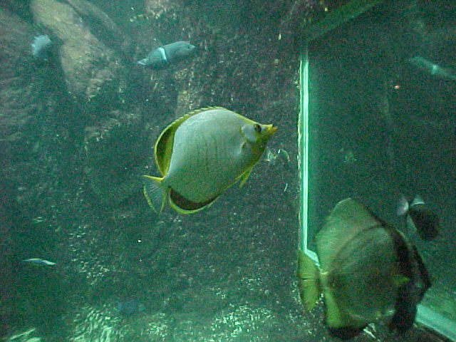 aquarium02f.JPG