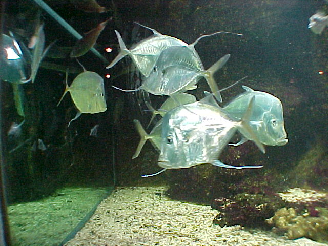 aquarium03f.JPG