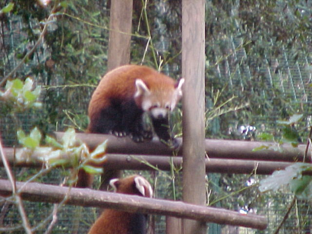 zoo01F.JPG