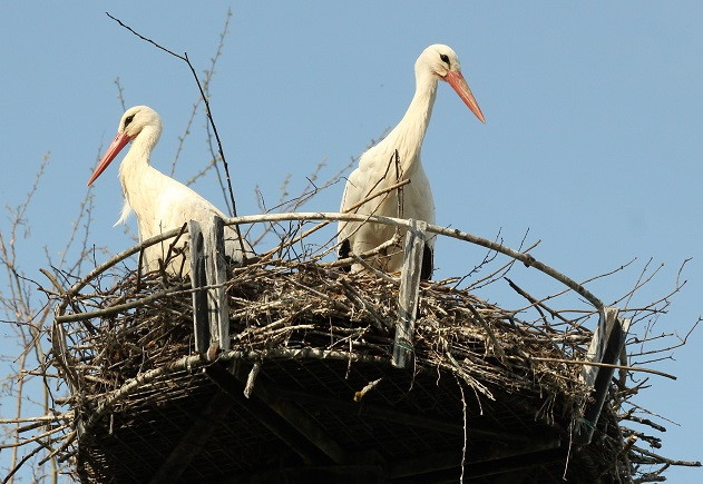 Cigogne d'Alsace