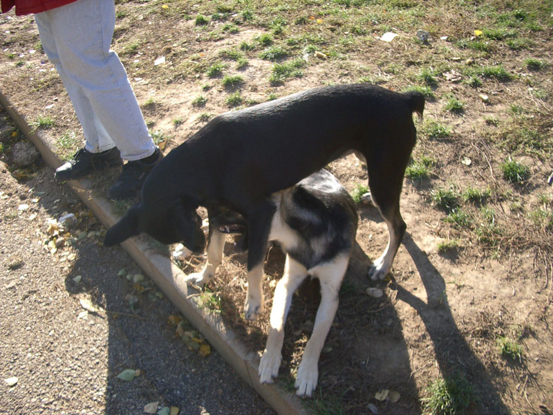 Chiens