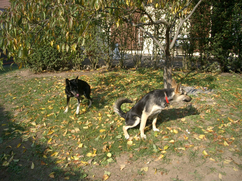 Chiens