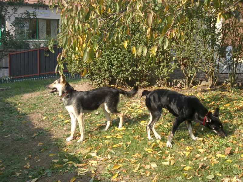 Chiens