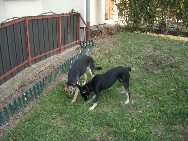 Chiens