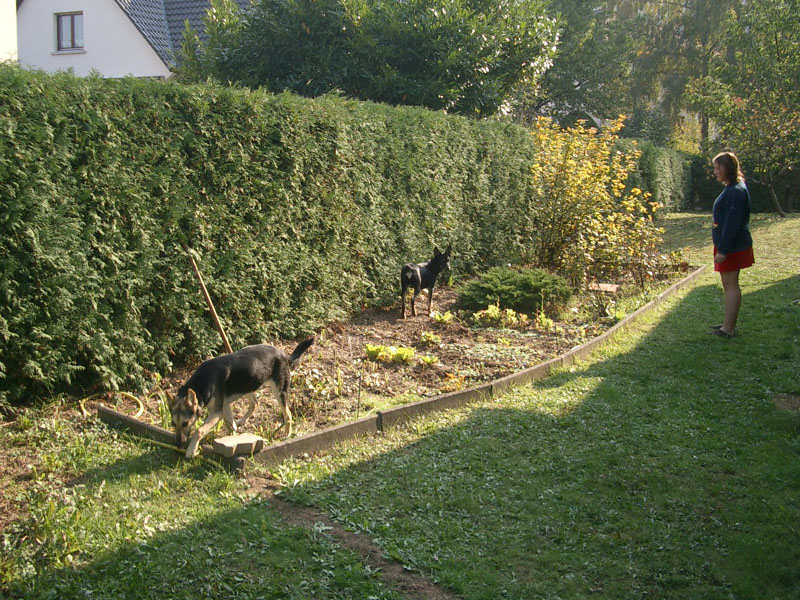 Chiens
