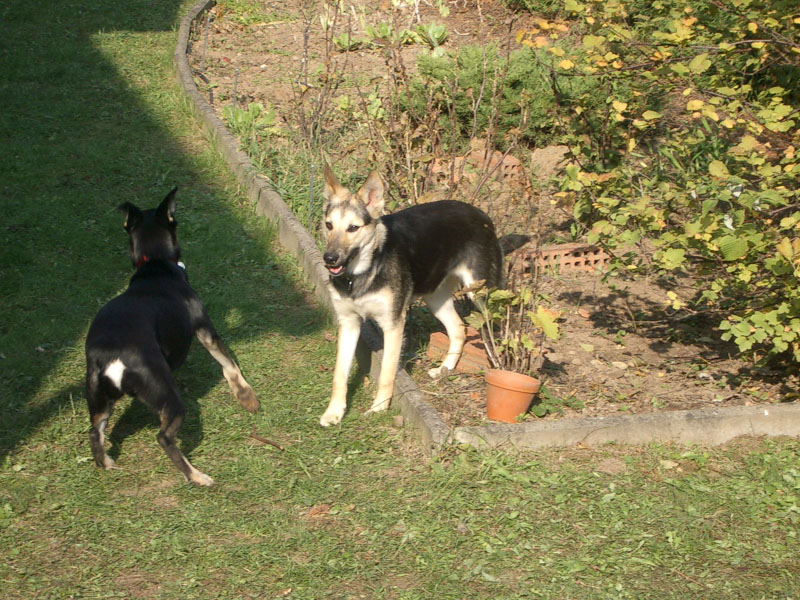 Chiens