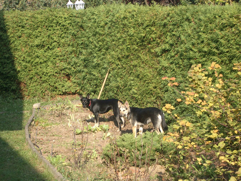 Youska et Youki