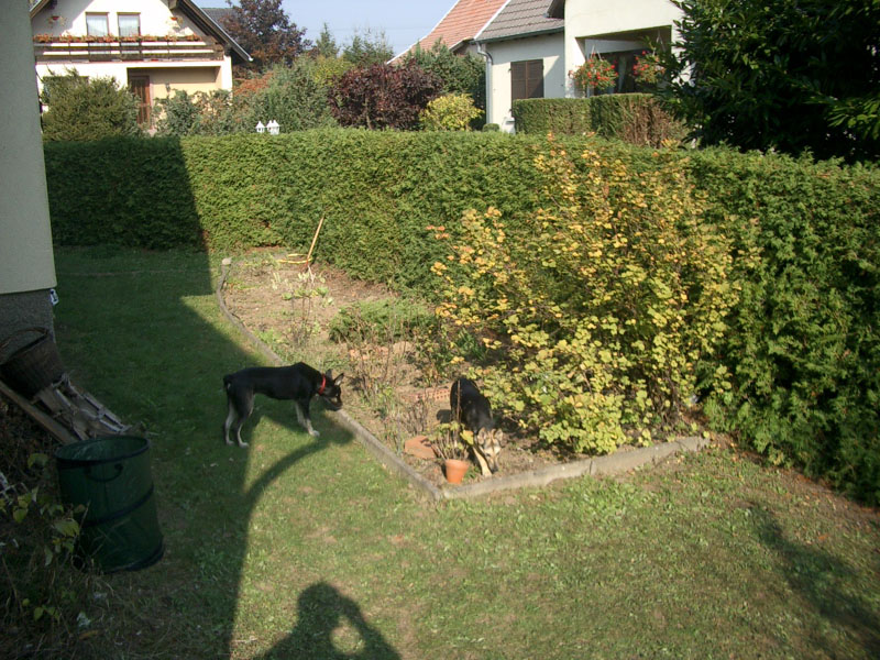 Chiens