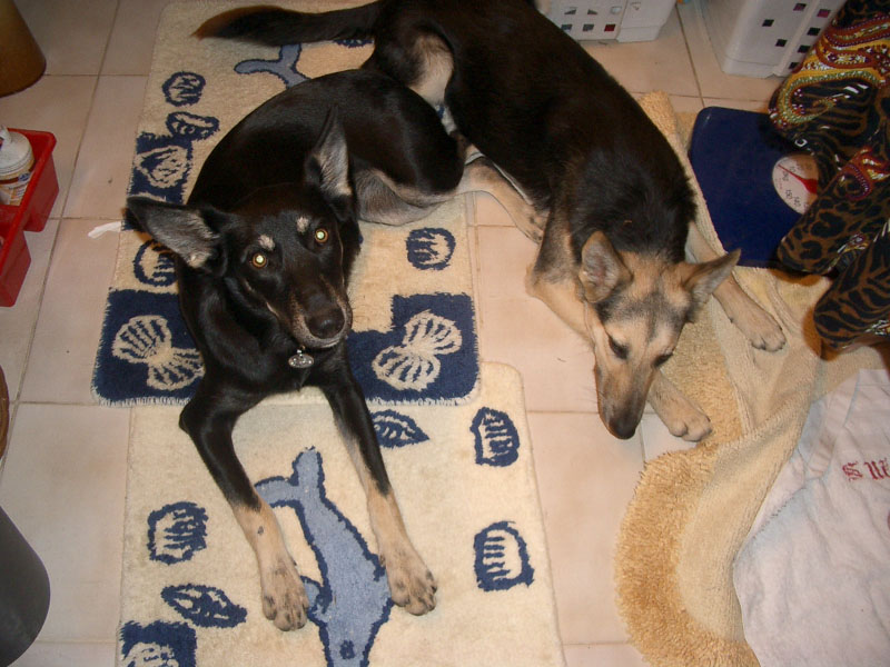 Chiens