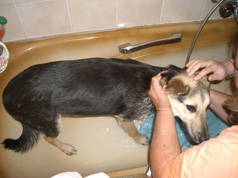 Chiens
