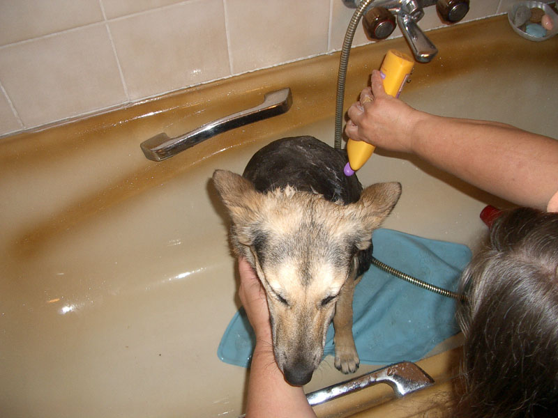 Chiens