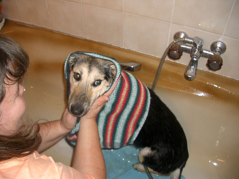 Chiens