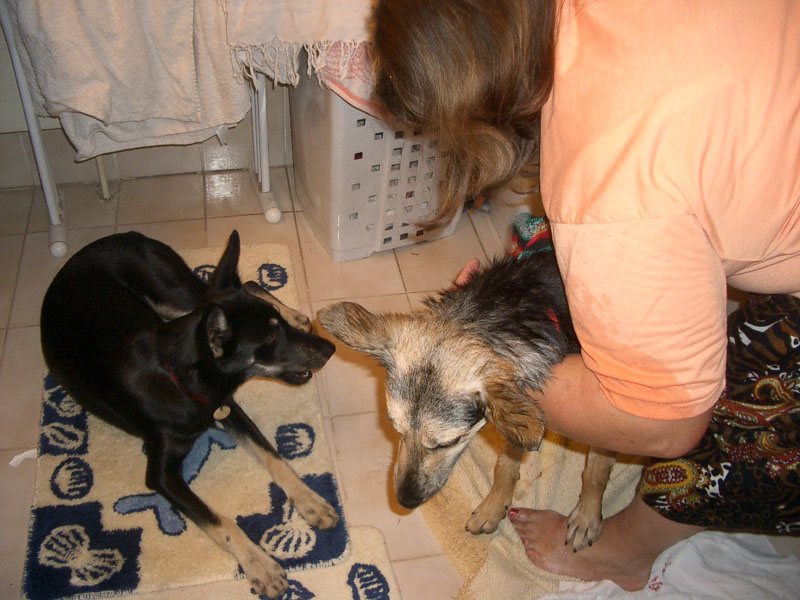 Chiens