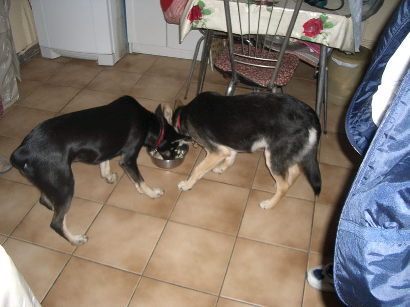 Chiens