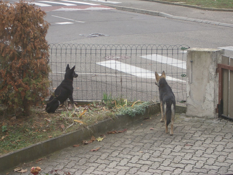 Chiens