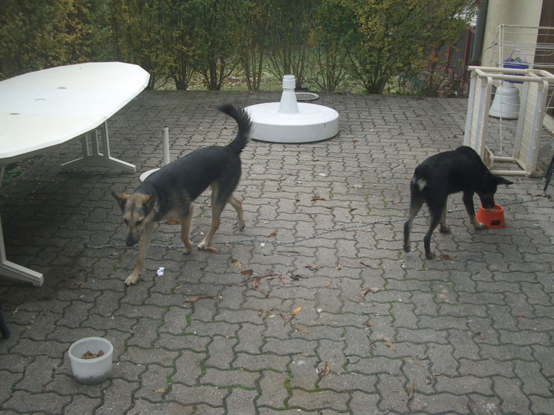 Chiens
