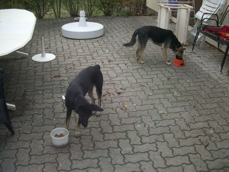 Chiens