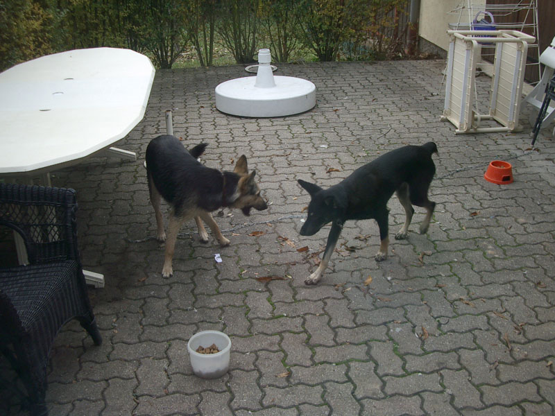 Chiens