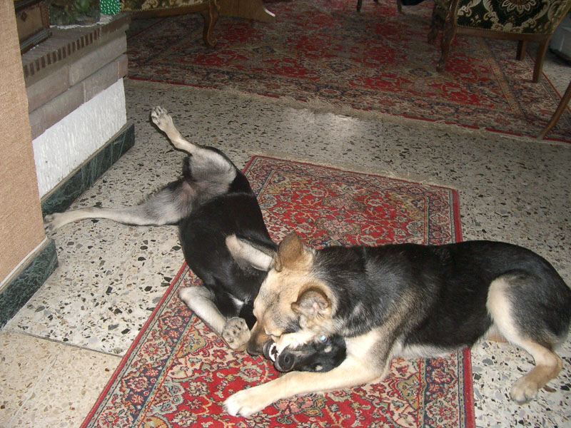 Chiens