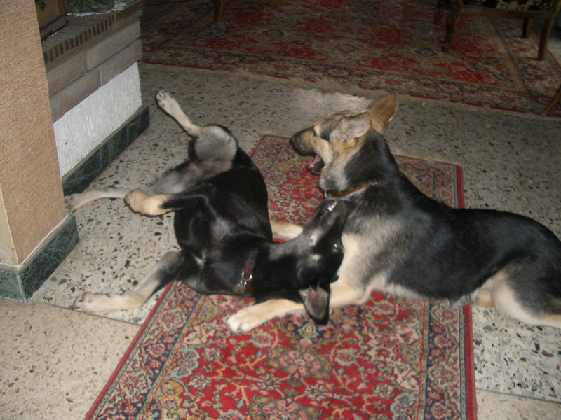 Chiens
