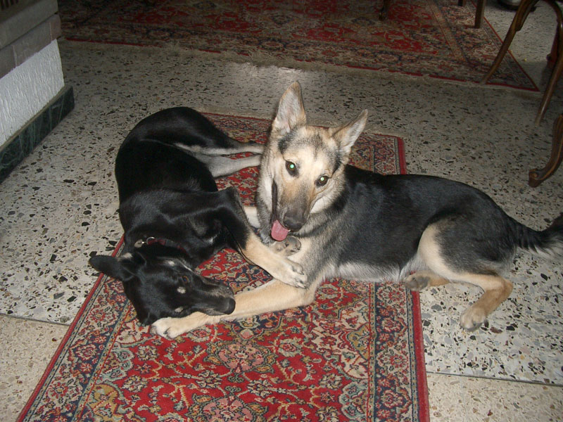 Chiens
