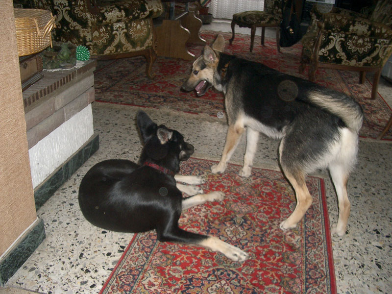 Chiens