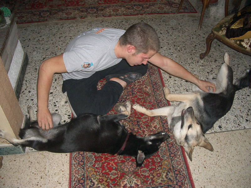Chiens