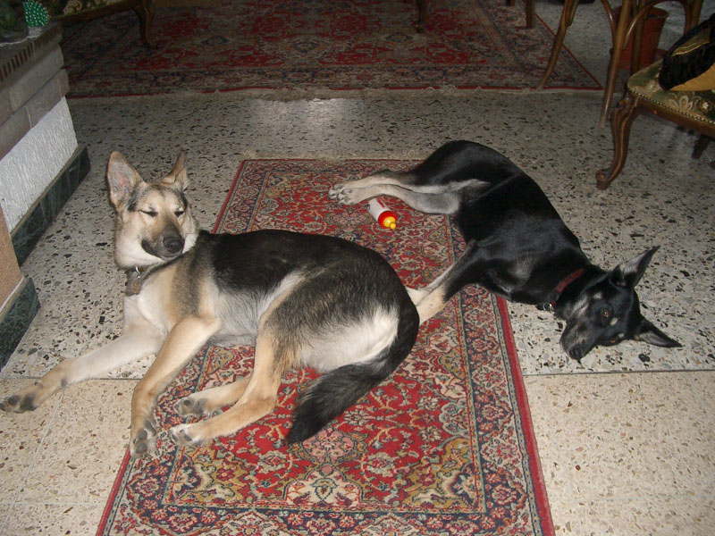 Chiens