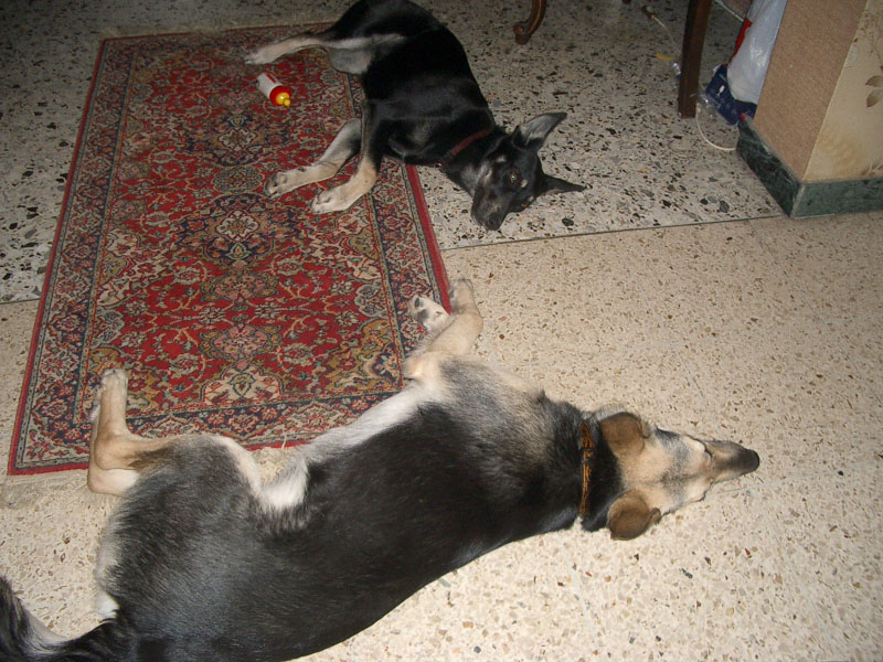 Chiens