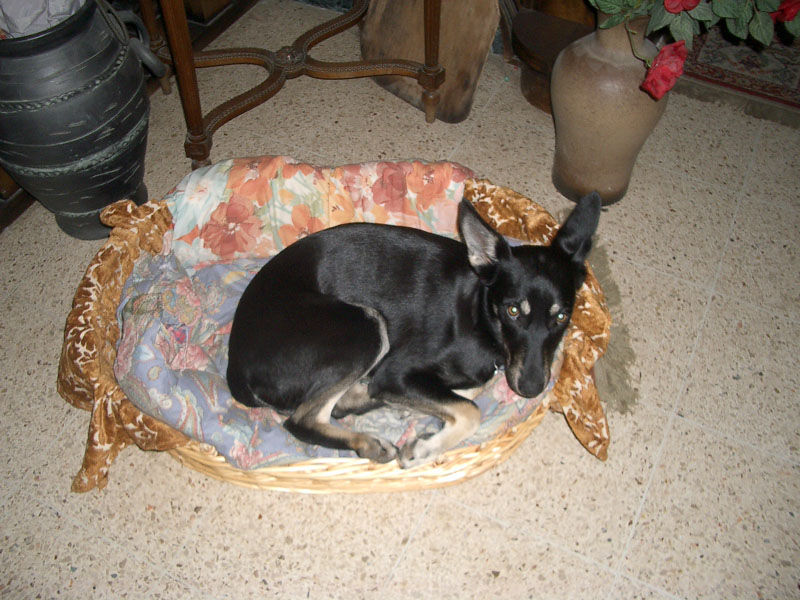 Chiens