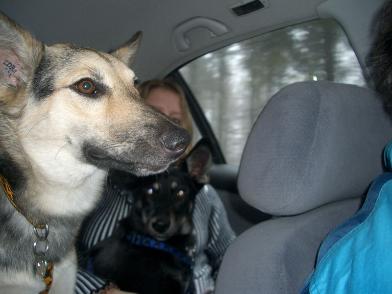 Chiens