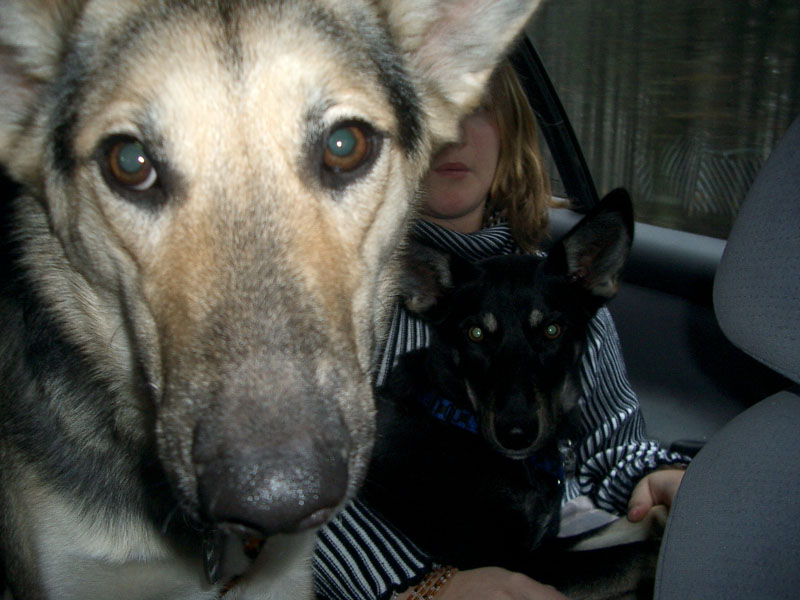 Chiens
