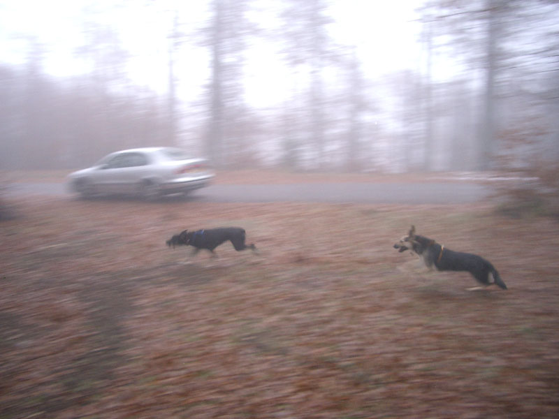 Chiens