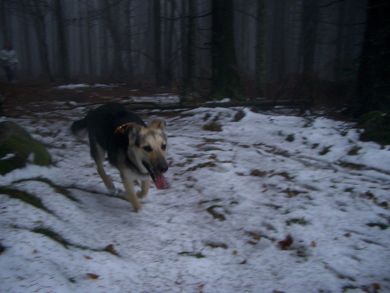 Chiens