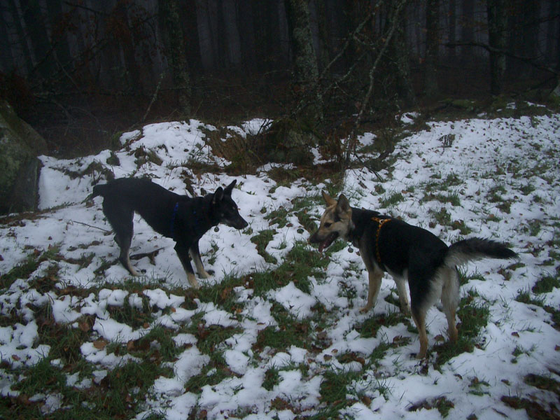Chiens