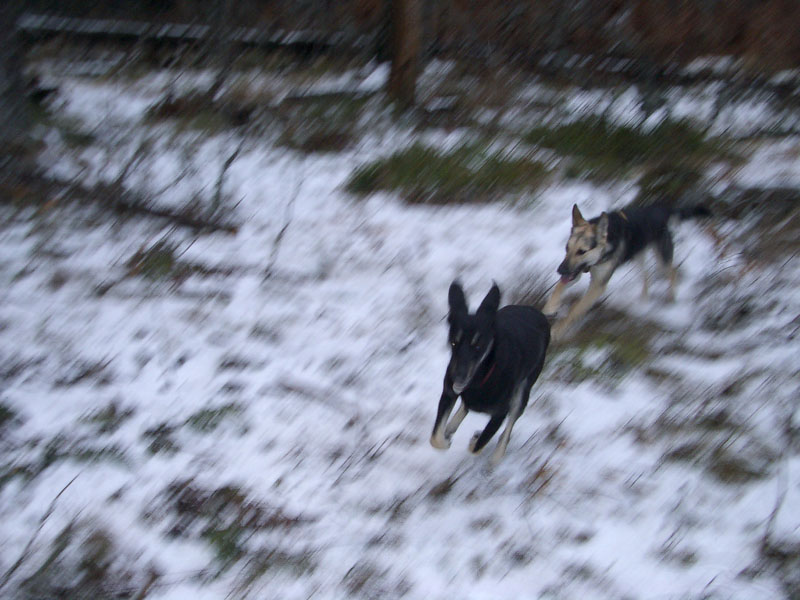 Chiens