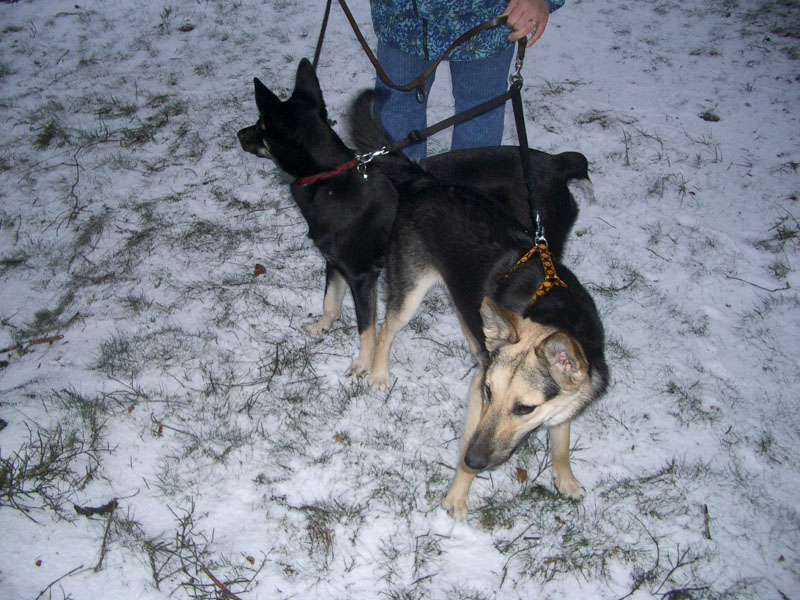 Chiens