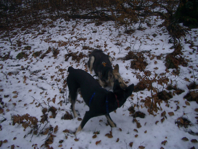 Chiens