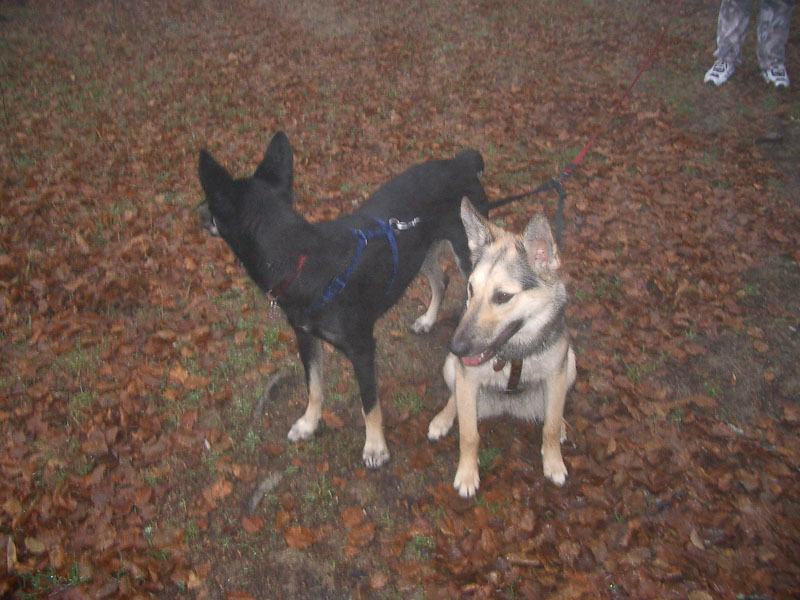 Chiens