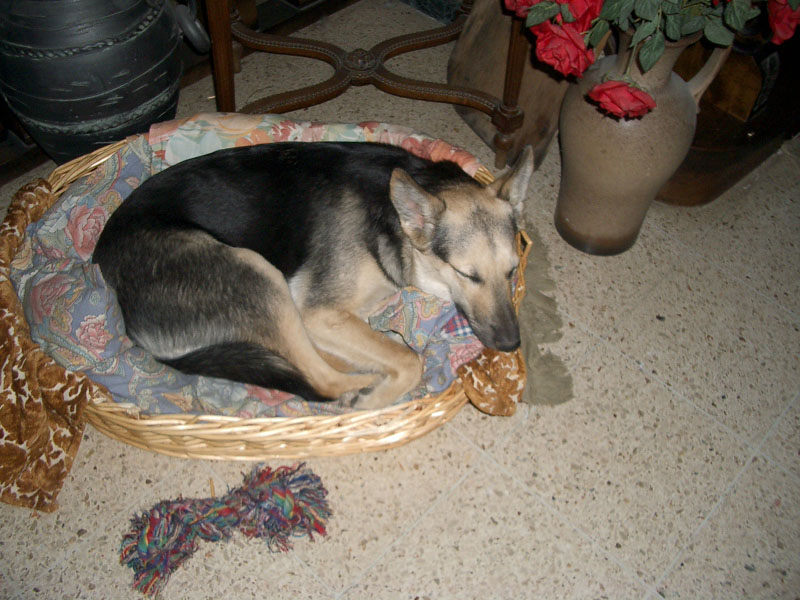 Chiens