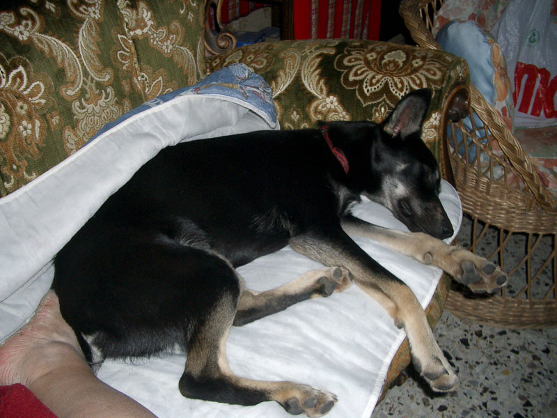 Chiens