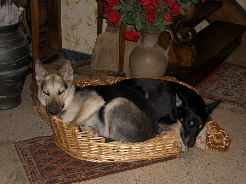 Chiens
