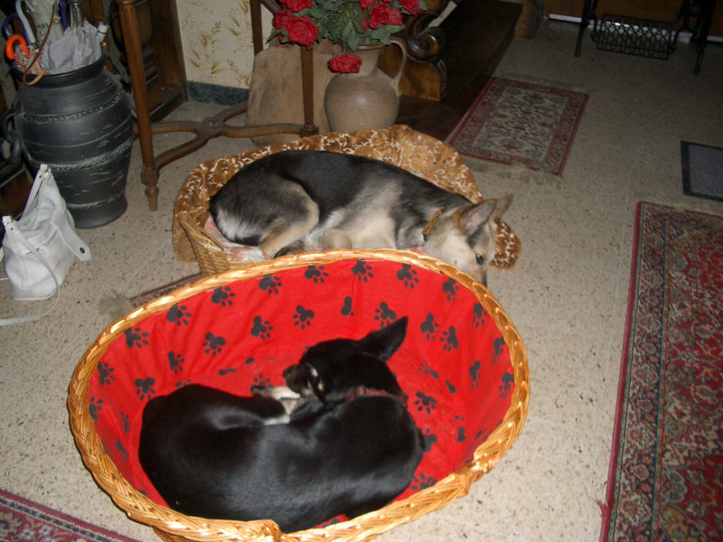 Chiens