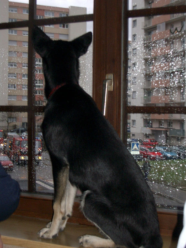 Chiens