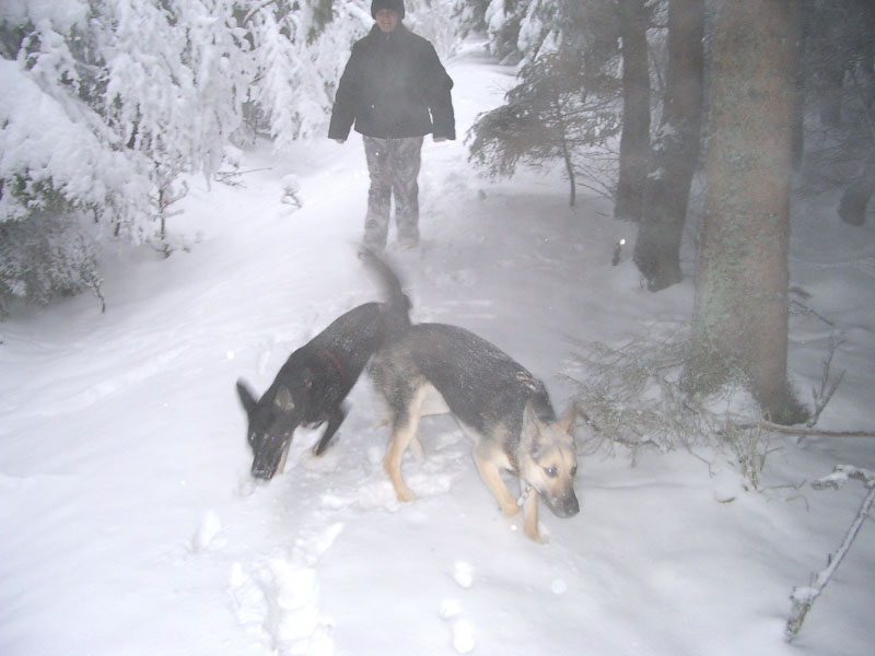 Chiens