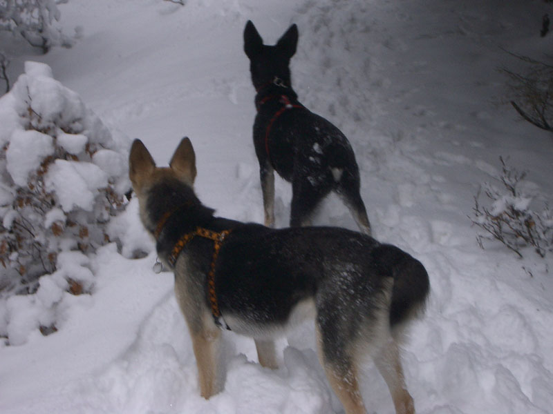 Chiens
