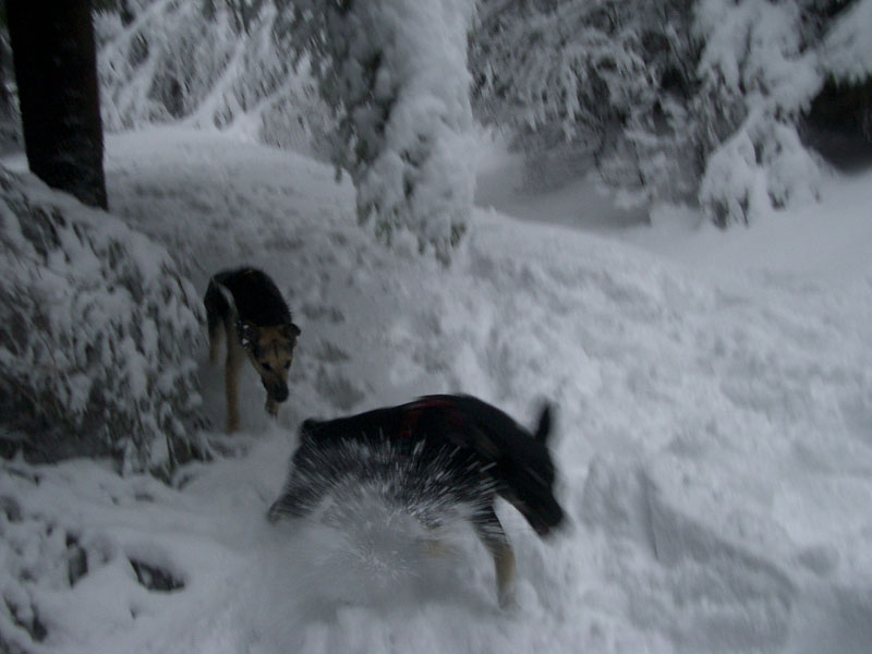 Chiens
