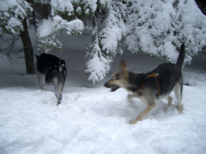 Chiens