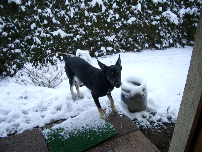 Chiens